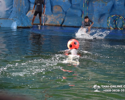 Pattaya Dolphin World show & swim with dolphins in Thailand photo 87