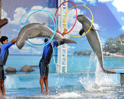 Pattaya Dolphin World show & swim with dolphins in Thailand photo 104