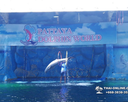 Pattaya Dolphin World show & swim with dolphins in Thailand photo 191