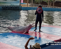 Pattaya Dolphin World show & swim with dolphins in Thailand photo 24
