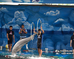 Pattaya Dolphin World show & swim with dolphins in Thailand photo 117
