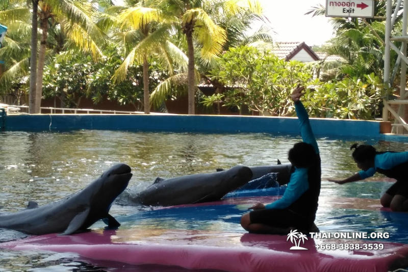 Pattaya Dolphin World show & swim with dolphins in Thailand photo 30