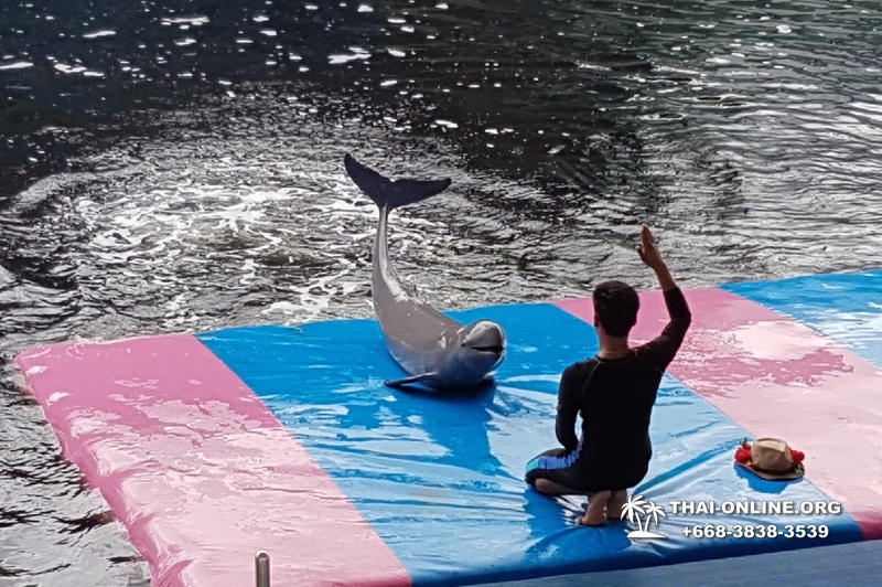 Pattaya Dolphin World show & swim with dolphins in Thailand photo 22