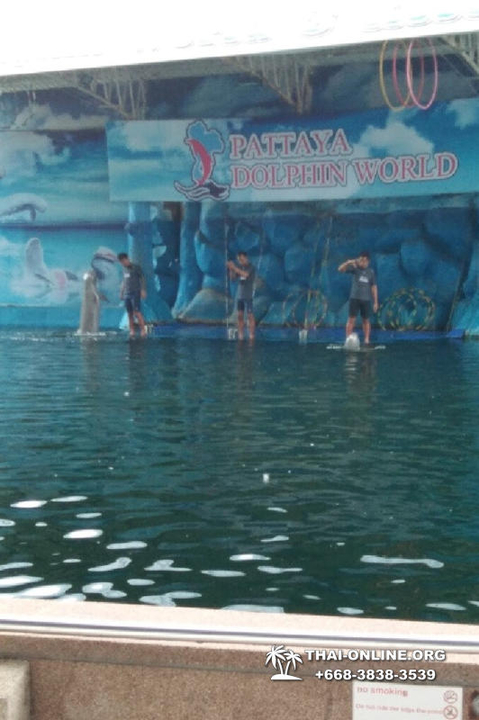 Pattaya Dolphin World show & swim with dolphins in Thailand photo 201