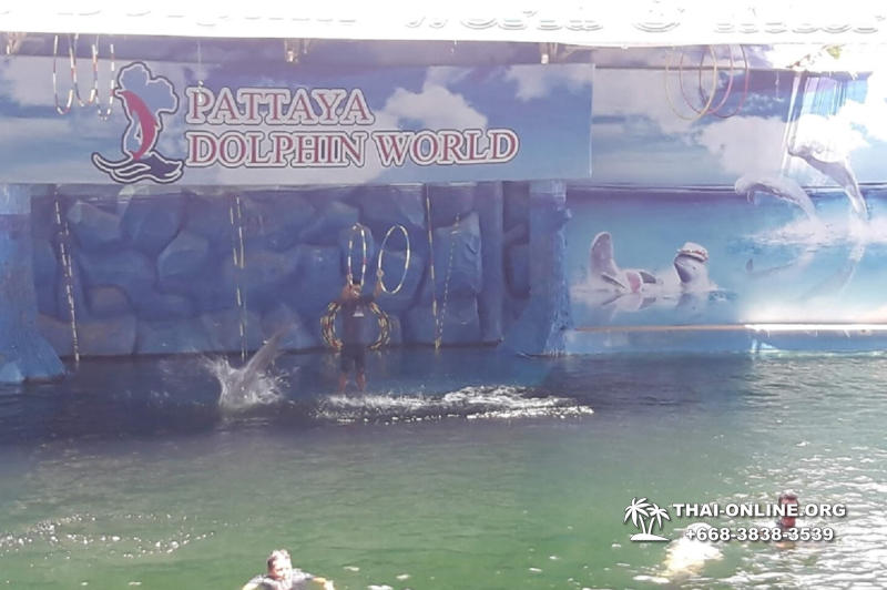 Pattaya Dolphin World show & swim with dolphins in Thailand photo 208