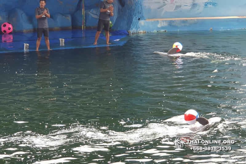 Pattaya Dolphin World show & swim with dolphins in Thailand photo 101