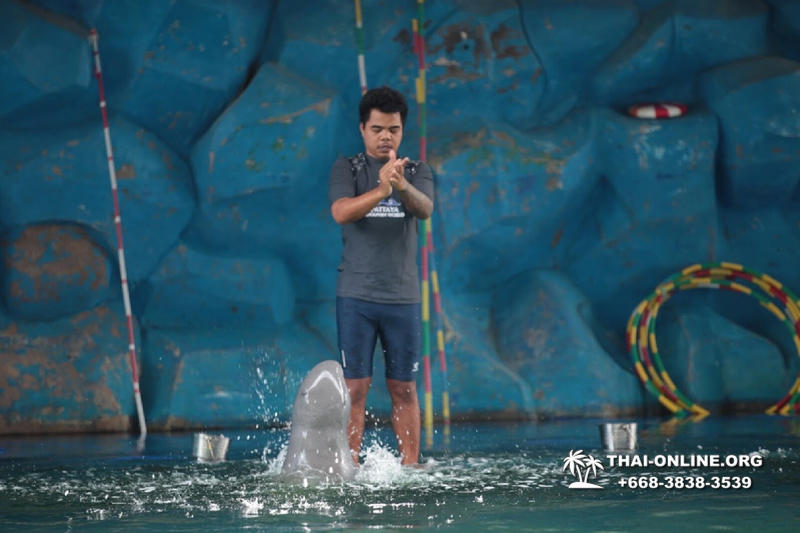 Pattaya Dolphin World show & swim with dolphins in Thailand photo 200