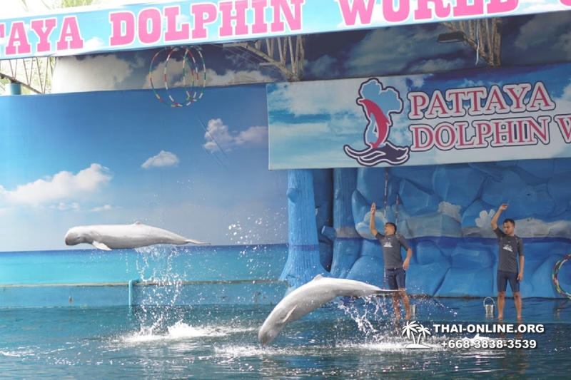 Pattaya Dolphin World show & swim with dolphins in Thailand photo 122
