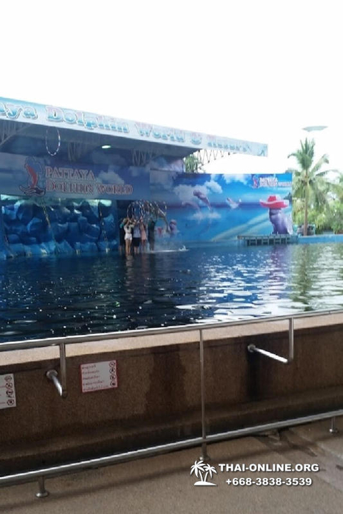 Pattaya Dolphin World show & swim with dolphins in Thailand photo 207