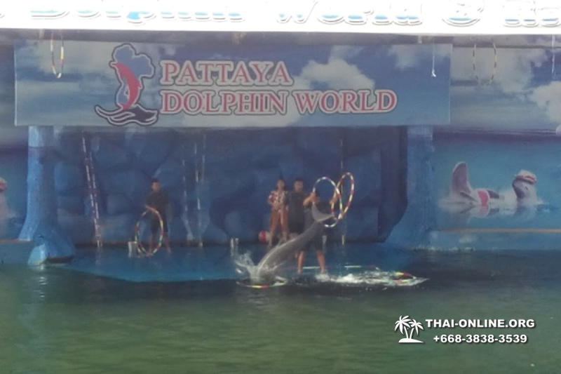 Pattaya Dolphin World show & swim with dolphins in Thailand photo 217
