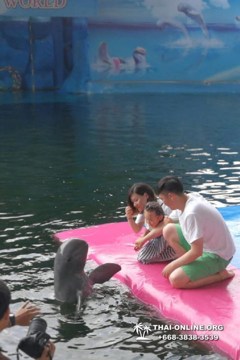 Pattaya Dolphin World show & swim with dolphins in Thailand photo 204