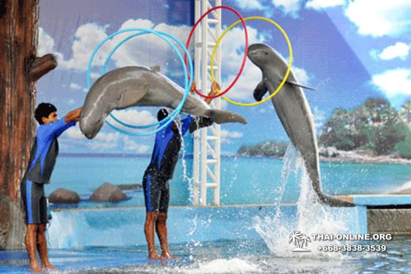 Pattaya Dolphin World show & swim with dolphins in Thailand photo 99