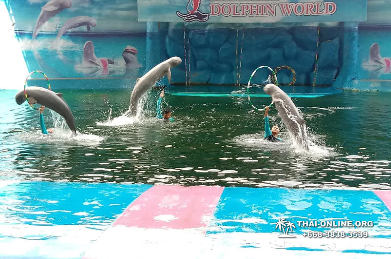 Pattaya Dolphin World show & swim with dolphins in Thailand photo 34