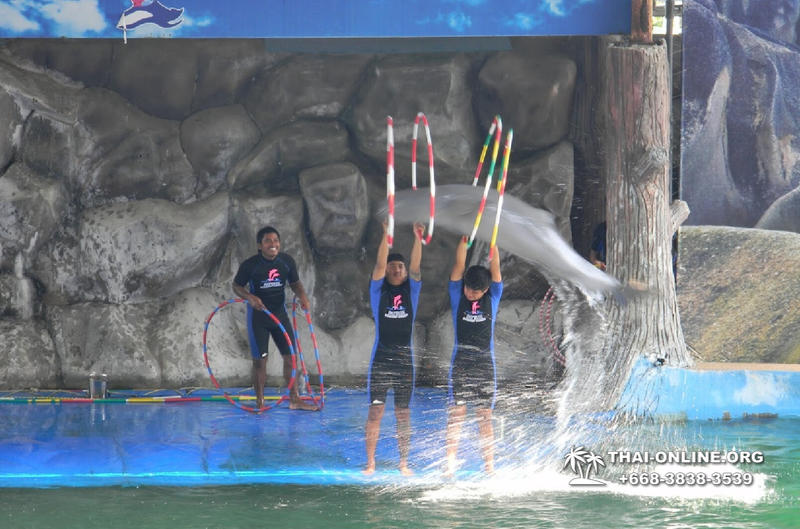 Pattaya Dolphin World show & swim with dolphins in Thailand photo 118