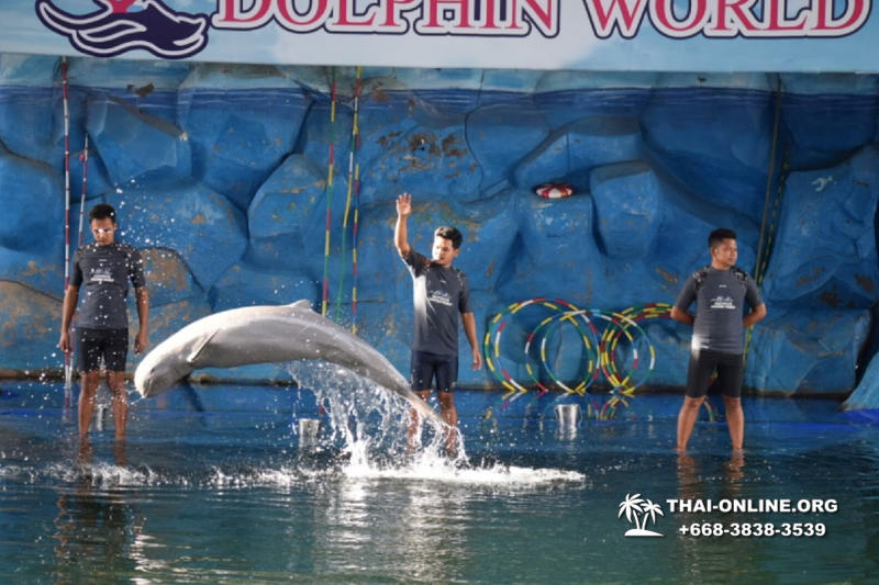 Pattaya Dolphin World show & swim with dolphins in Thailand photo 93