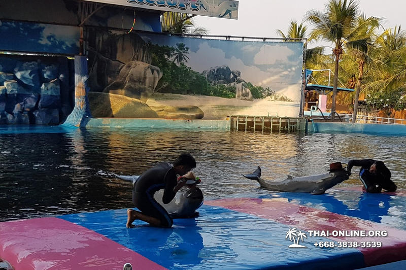 Pattaya Dolphin World show & swim with dolphins in Thailand photo 21