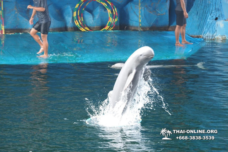 Pattaya Dolphin World show & swim with dolphins in Thailand photo 86