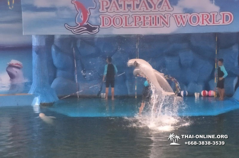 Pattaya Dolphin World show & swim with dolphins in Thailand photo 209