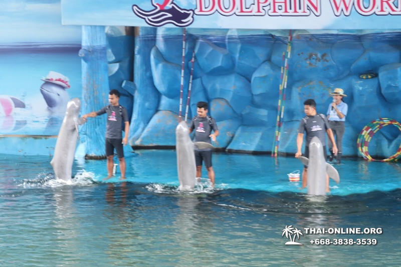 Pattaya Dolphin World show & swim with dolphins in Thailand photo 126