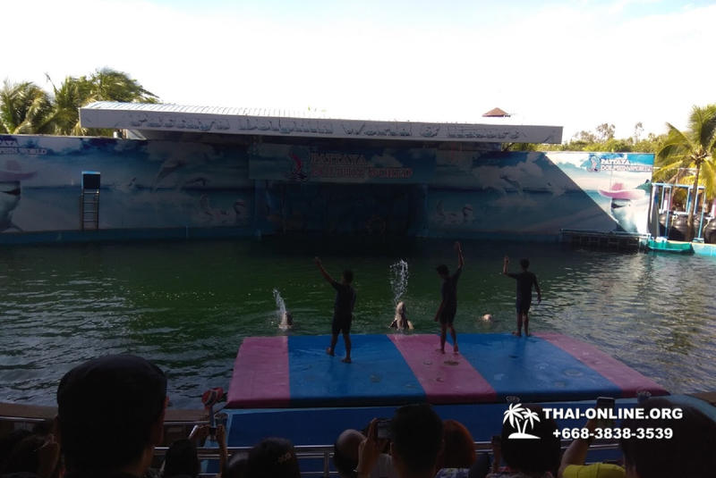 Pattaya Dolphin World show & swim with dolphins in Thailand photo 211