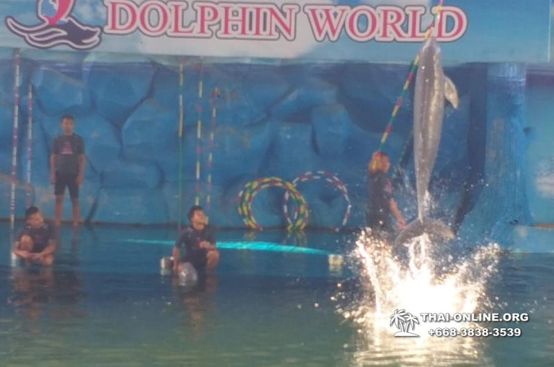 Pattaya Dolphin World show & swim with dolphins in Thailand photo 212