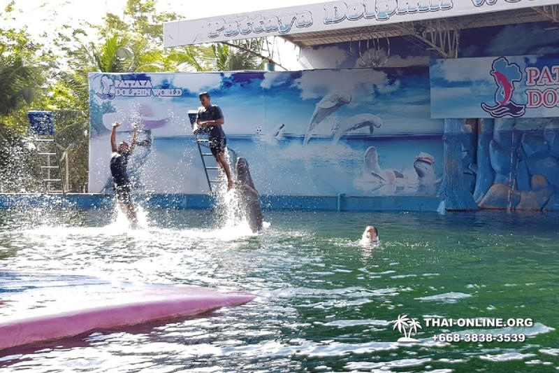 Pattaya Dolphin World show & swim with dolphins in Thailand photo 20