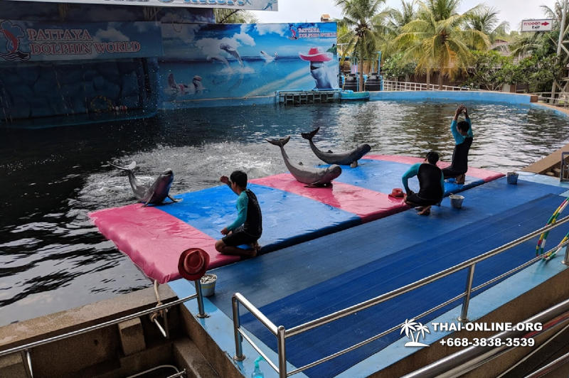 Pattaya Dolphin World show & swim with dolphins in Thailand photo 32