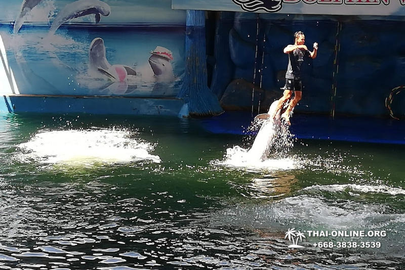 Pattaya Dolphin World show & swim with dolphins in Thailand photo 26