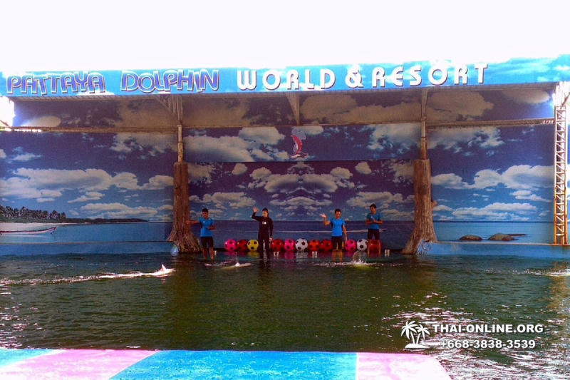 Pattaya Dolphin World show & swim with dolphins in Thailand photo 92