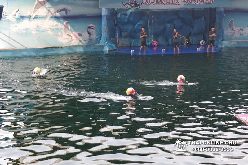 Pattaya Dolphin World show & swim with dolphins in Thailand photo 83