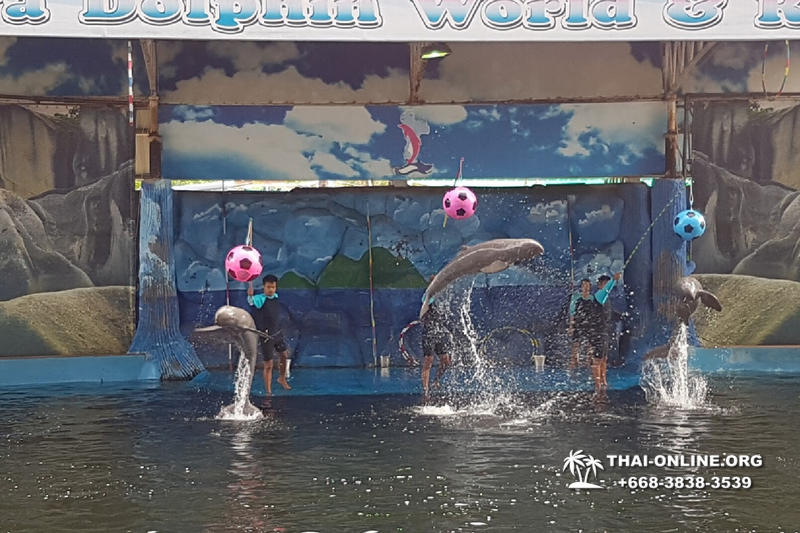 Pattaya Dolphin World show & swim with dolphins in Thailand photo 81
