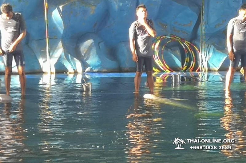 Pattaya Dolphin World show & swim with dolphins in Thailand photo 96