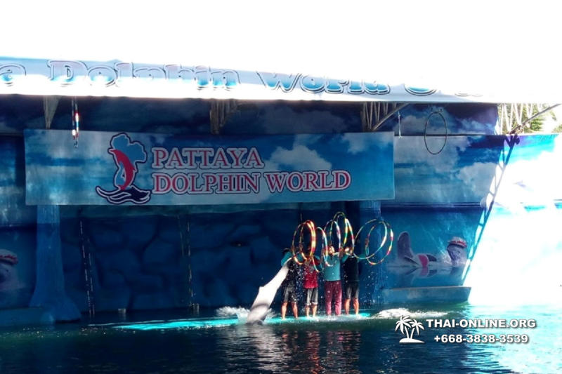 Pattaya Dolphin World show & swim with dolphins in Thailand photo 192