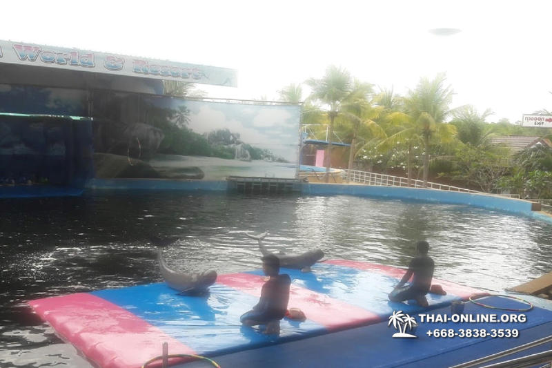 Pattaya Dolphin World show & swim with dolphins in Thailand photo 195
