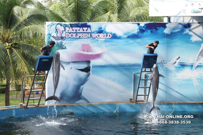 Pattaya Dolphin World show & swim with dolphins in Thailand photo 27