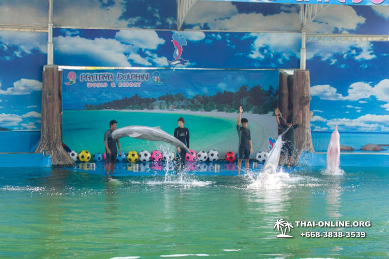 Pattaya Dolphin World show & swim with dolphins in Thailand photo 113