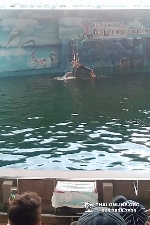 Pattaya Dolphin World show & swim with dolphins in Thailand photo 202