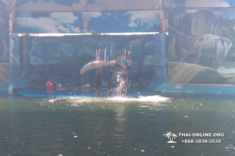 Pattaya Dolphin World show & swim with dolphins in Thailand photo 216