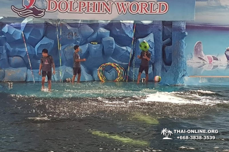 Pattaya Dolphin World show & swim with dolphins in Thailand photo 82