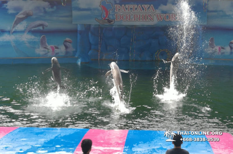 Pattaya Dolphin World show & swim with dolphins in Thailand photo 142