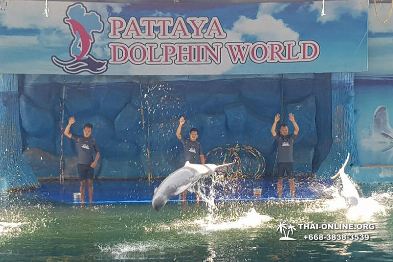 Pattaya Dolphin World show & swim with dolphins in Thailand photo 90