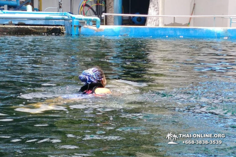 Pattaya Dolphin World show & swim with dolphins in Thailand photo 31