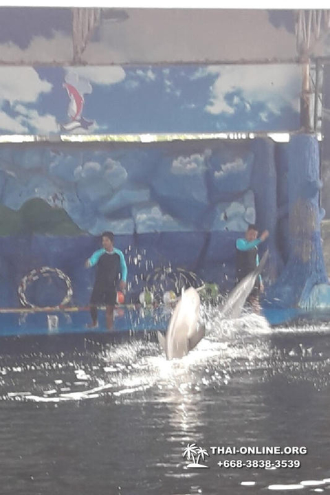 Pattaya Dolphin World show & swim with dolphins in Thailand photo 213