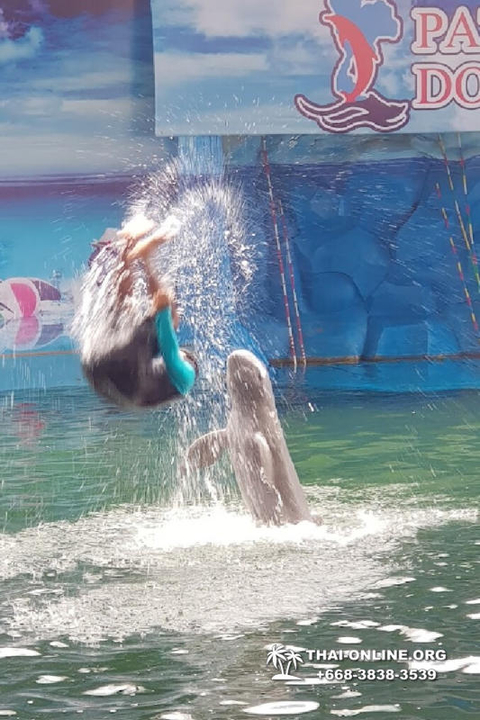 Pattaya Dolphin World show & swim with dolphins in Thailand photo 98