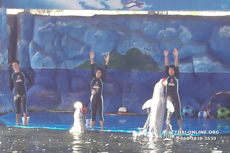 Pattaya Dolphin World show & swim with dolphins in Thailand photo 203
