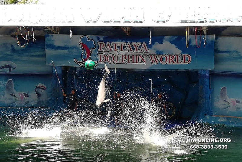 Pattaya Dolphin World show & swim with dolphins in Thailand photo 23