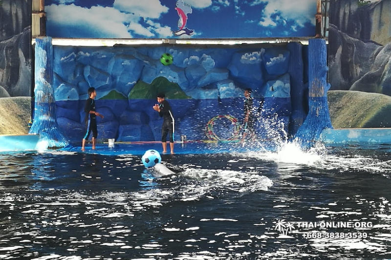 Pattaya Dolphin World show & swim with dolphins in Thailand photo 9