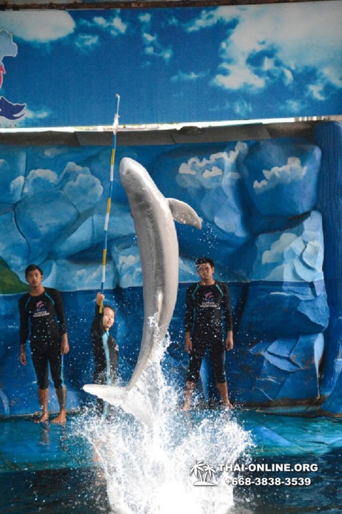 Pattaya Dolphin World show & swim with dolphins in Thailand photo 91
