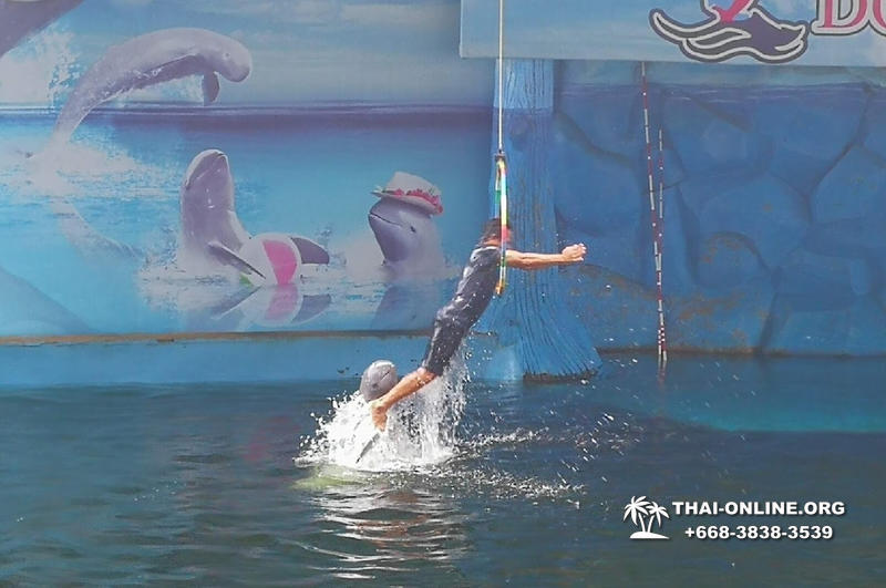 Pattaya Dolphin World show & swim with dolphins in Thailand photo 206