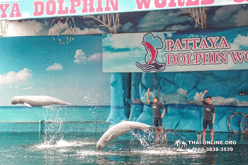 Pattaya Dolphin World show & swim with dolphins in Thailand photo 13